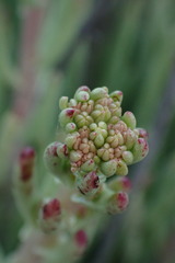 Dudleya viscida