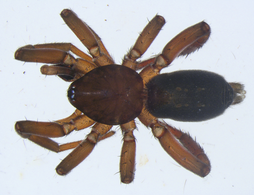 Marinarozelotes lyonneti