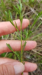 Polygonella polygama brachystachya