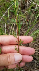 Polygonella polygama brachystachya