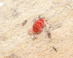Microtrombidiidae