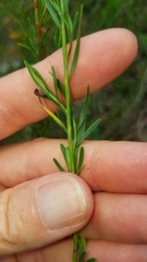 Polygonella polygama brachystachya