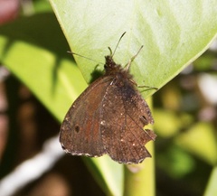 Quilaphoetosus monachus valdiviae