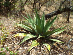 Agave gentryi