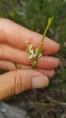 Polygonella polygama brachystachya