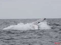 Megaptera novaeangliae