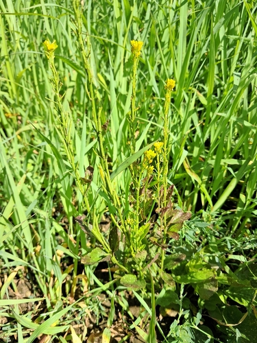 Barbarea stricta observed 2026-07-09