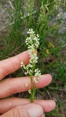 Polygonella polygama brachystachya