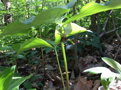 Trillium rugelii