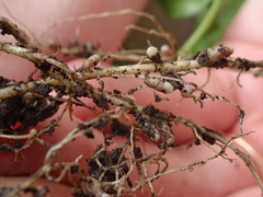 Rhizobiaceae