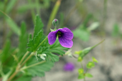Erodium texanum