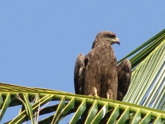 Milvus migrans govinda