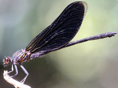 Euphaea masoni