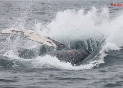 Megaptera novaeangliae