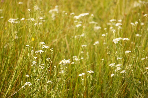 Achillea ptarmica