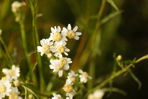 Achillea ptarmica