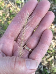 Elymus villosus