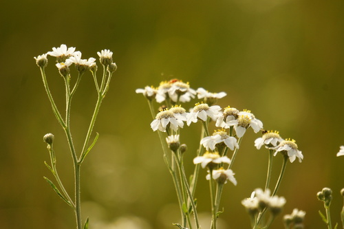 Achillea ptarmica