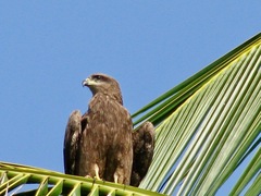 Milvus migrans govinda