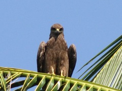 Milvus migrans govinda