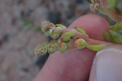 Dudleya viscida