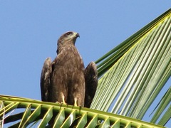 Milvus migrans govinda