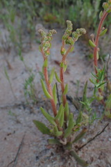 Dudleya viscida