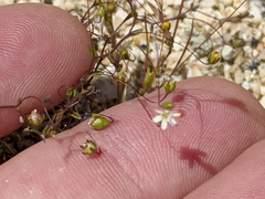 Nemacladus sigmoideus