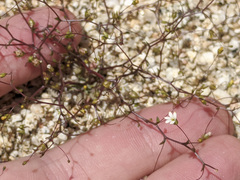 Nemacladus sigmoideus