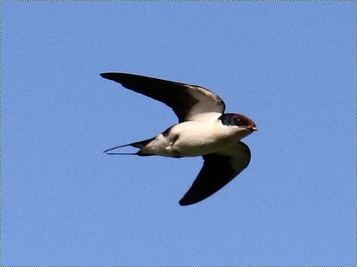 Wire-tailed Swallow