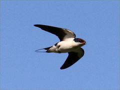 Wire-Tailed Swallow photo 2