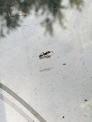 Pseudomyrmex gracilis