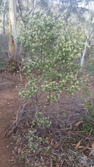 Spyridium spathulatum