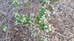 Spyridium spathulatum