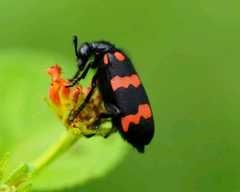 Hycleus biundulatus