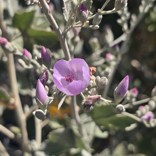 iNaturalist observation photo of Ojai bushmallow