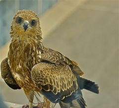 Milvus migrans govinda