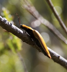 Semiotus luteipennis