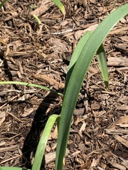 Zephyranthes carinata