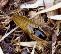 Semiotus luteipennis