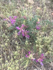 Astragalus shortianus