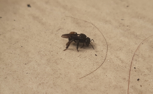 Spiny-legged Stingless bee