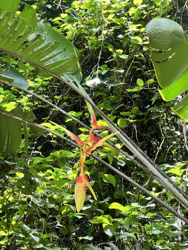 False bird of paradise (Heliconia platystachys)