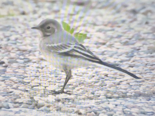 White Wagtail