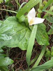 Trillium albidum