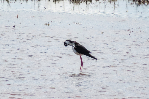 Black-necked Stilt