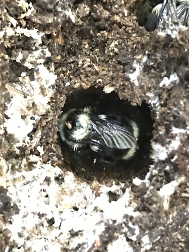 Black-tailed Bumble Bee photo 5