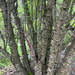 Acacia flava