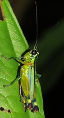 Image of Leioscapheus gracilicornis