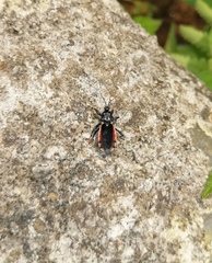 Ectrychotes andreae